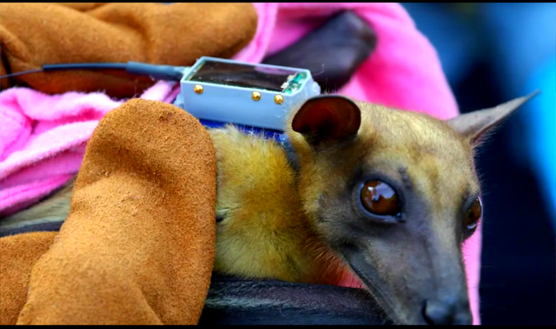 Talos: Wildtieren auf der Spur - aus dem All