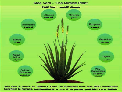 من هي الشركة image