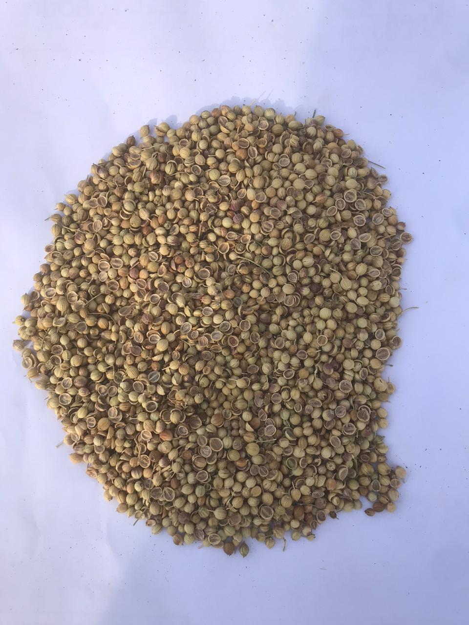 coriander