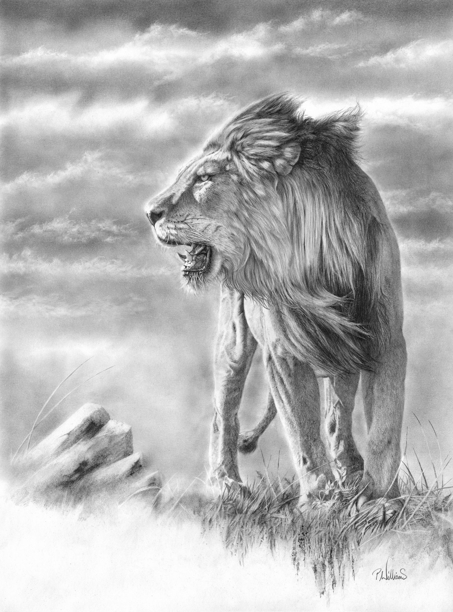 New Horizon - lion pencil drawing