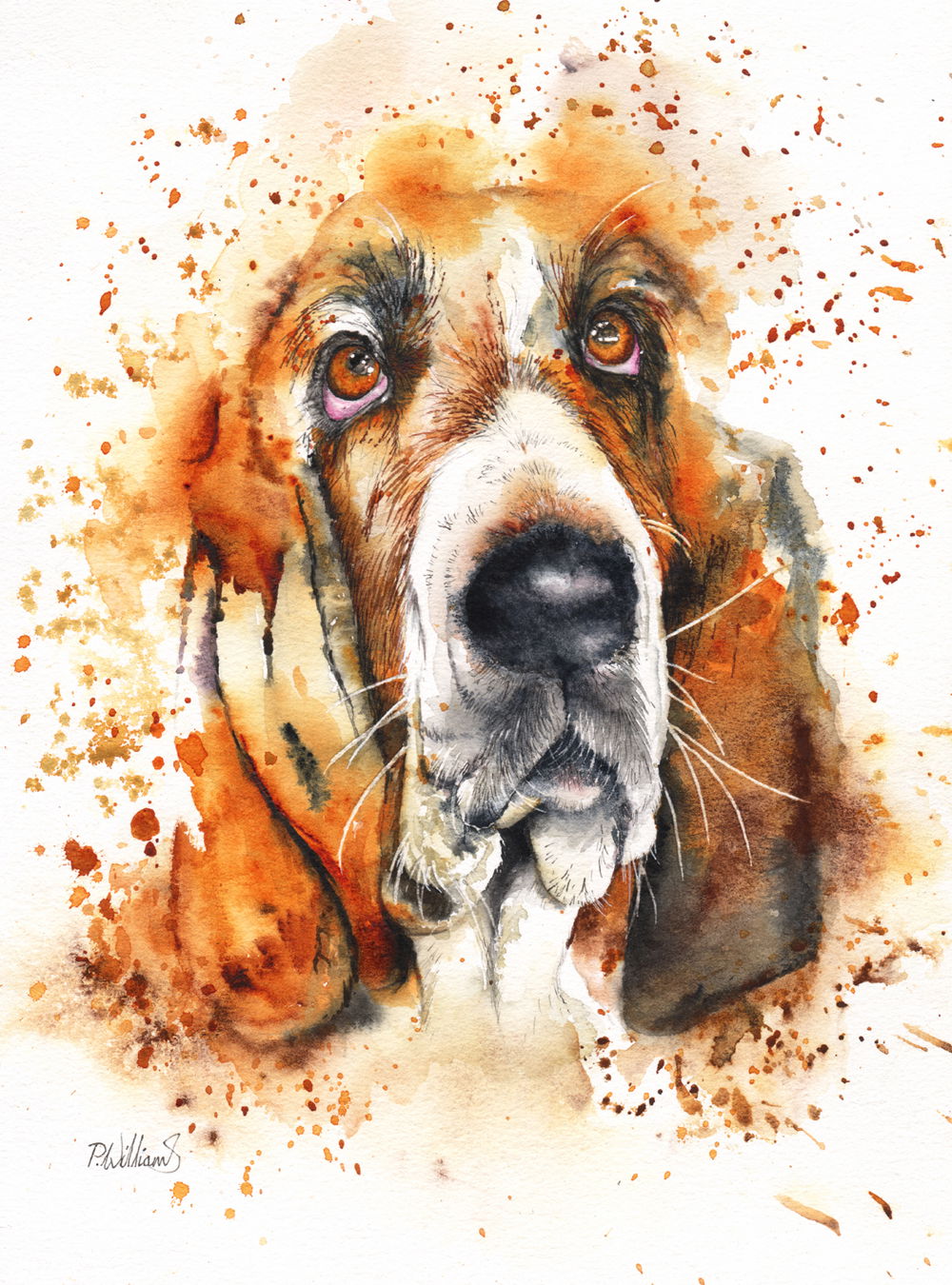 Wet Basset