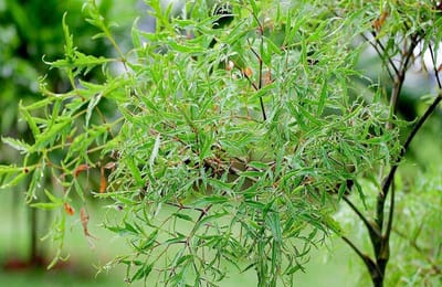 Lá Đinh Lăng Chữa Mất Ngủ Phương Pháp Dân Gian Đầy Hiệu Quả