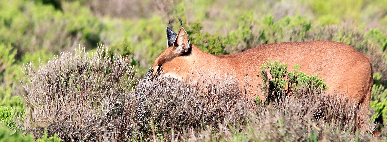 Caracal (Rooikat) On The Hunt