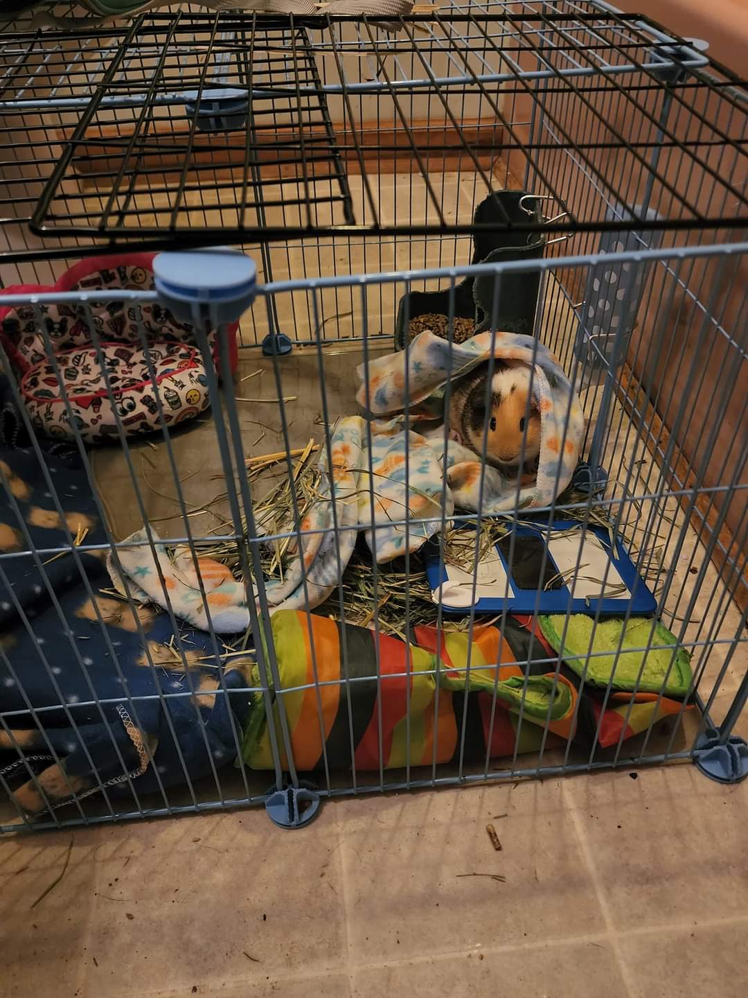 Obie