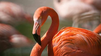 İzmir Körfezi’ne yapılacak köprü, flamingoların yaşam alanını tehdit ediyor