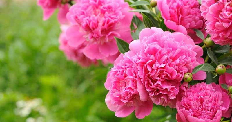 Májusi ünnepi nyitvatartásunk