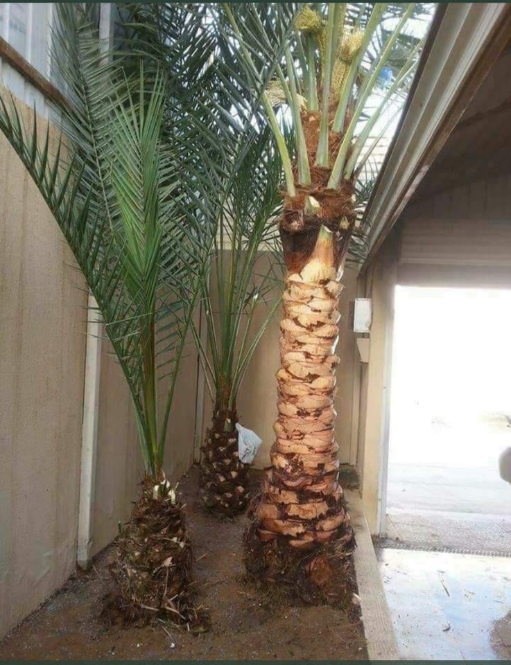 تكريب وتلقيح النخيل