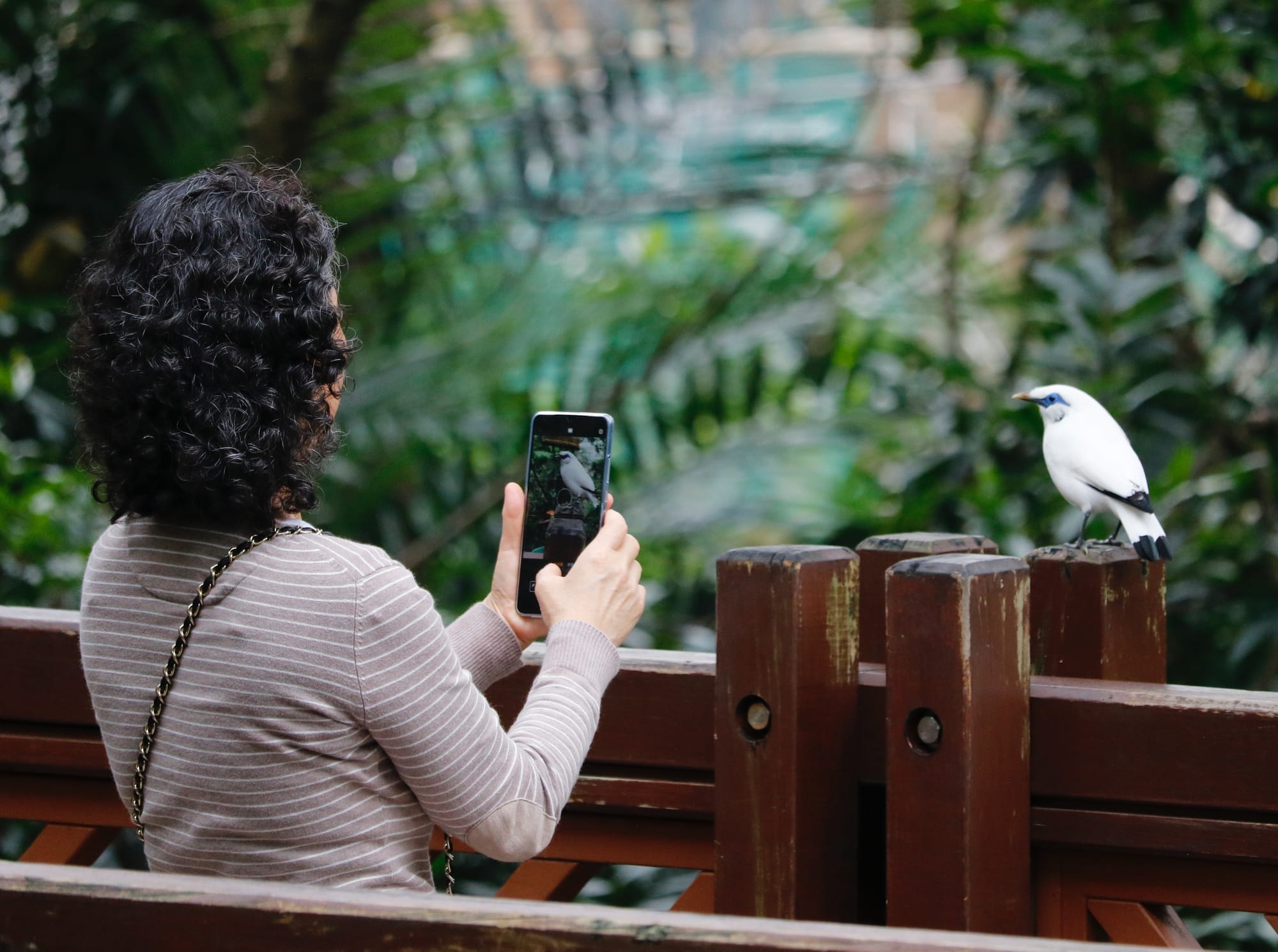 Hong Kong Zoo 2018