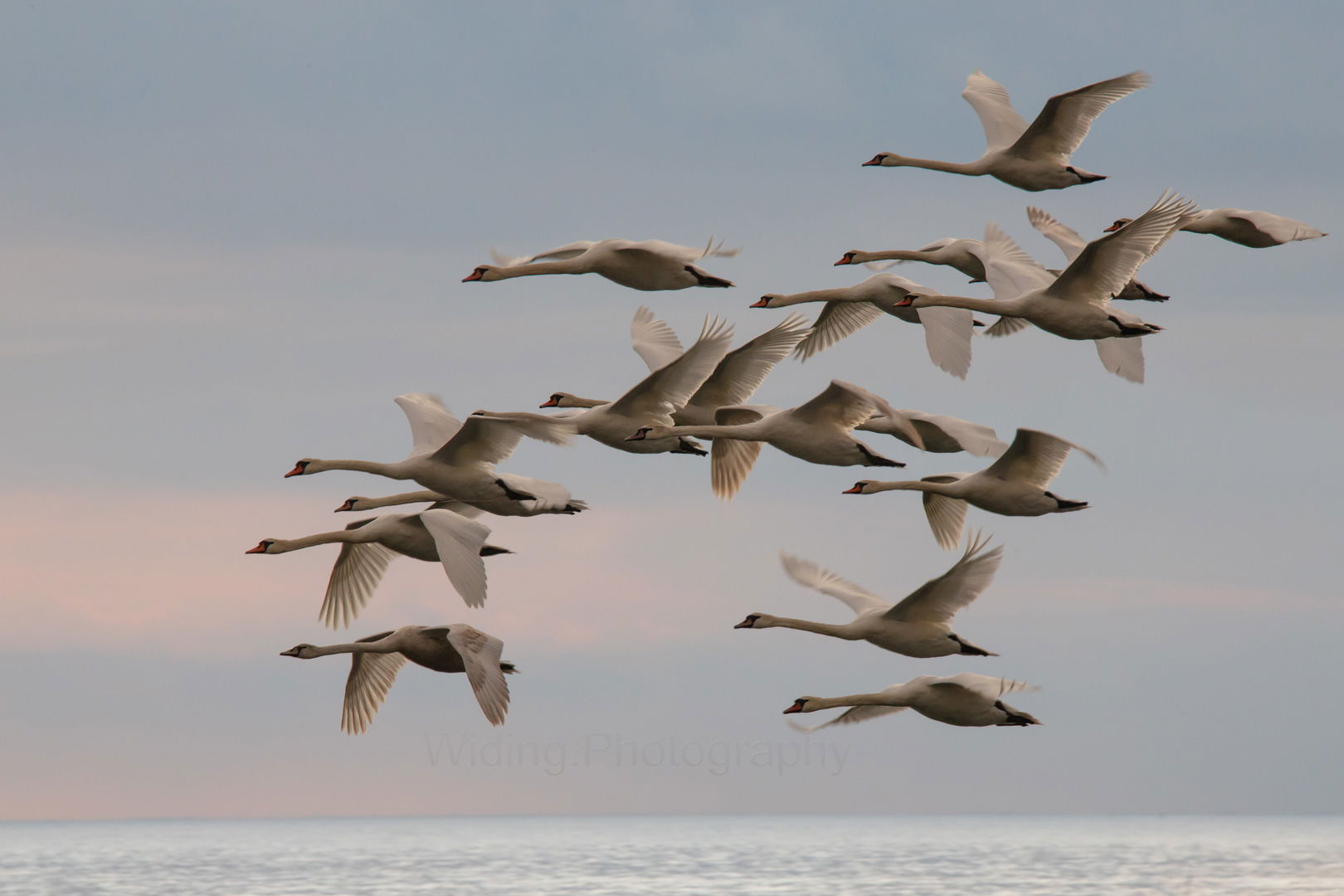 Swans in the Morninglight. , Kivik, Skåne, Sweden