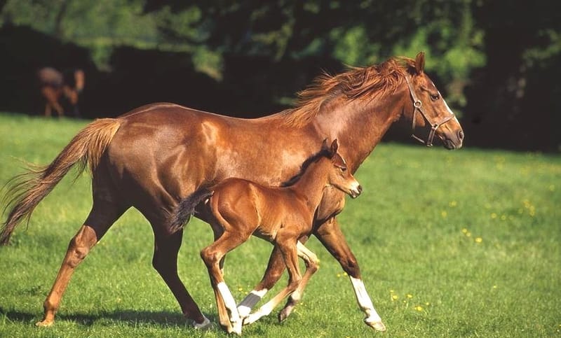 Broodmare & Foal Management