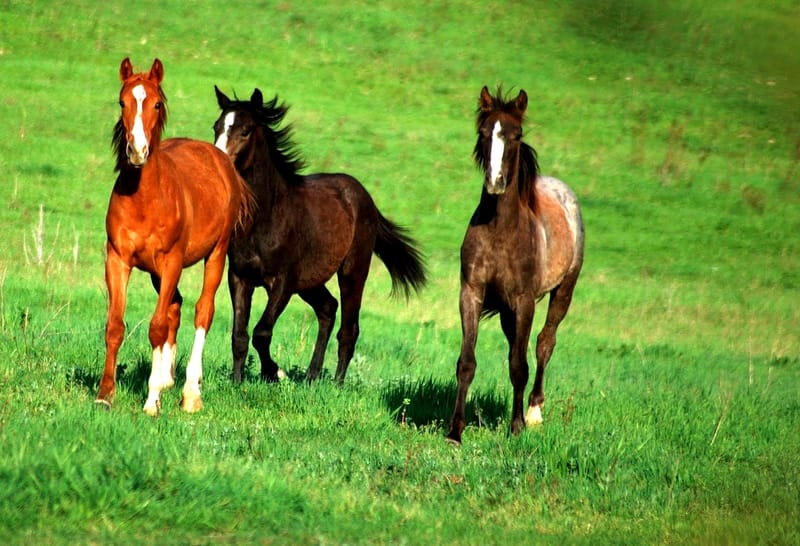 Yearling Management