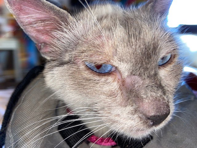 Cat Vaccinations, Spay/Neuter, and Medical Attention