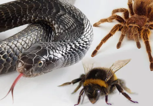 L'HYPNOSE POUR LES PHOBIES