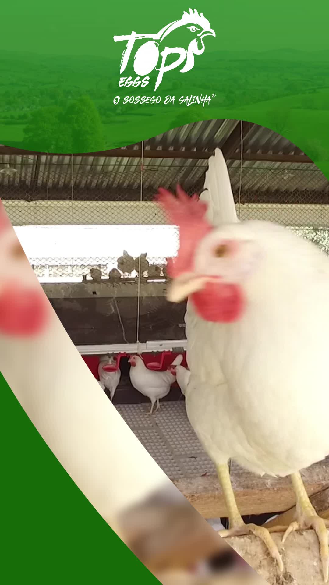 Solicite o orçamento via WhatsApp: (45) 9 9814-0797