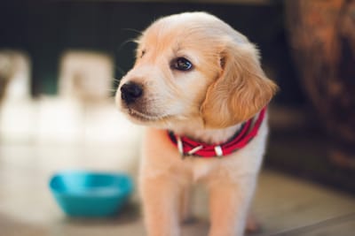 10 reglas antes de adoptar un cachorro