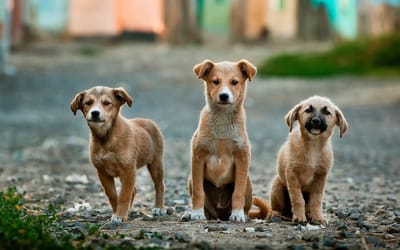 Qué hacer y qué no hacer si tienes más de una mascota