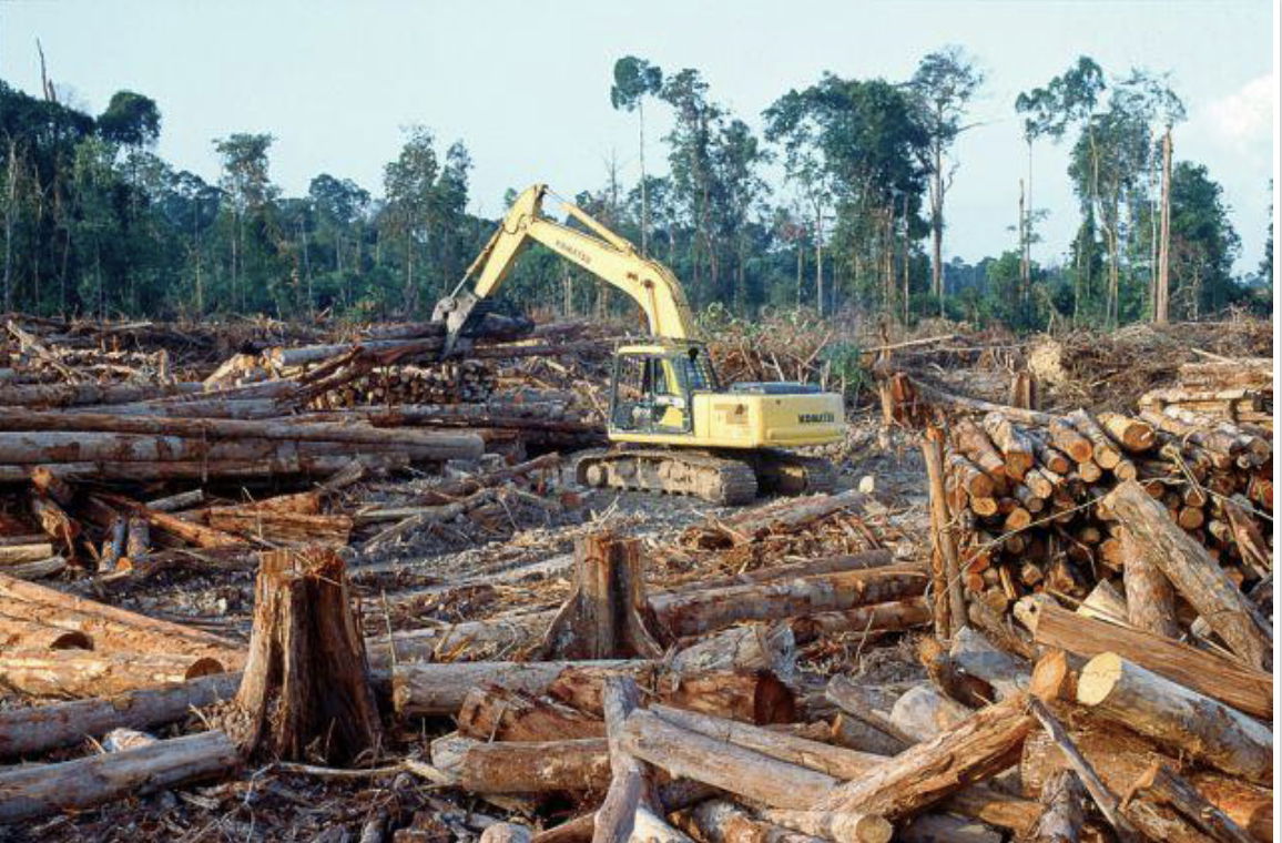 AMAZONIA ESTA SENDO DIZIMADA E NADA ACONTECE SAO MILHARES DE HECTARES TUDO PARA A BOIADA  PASSAR QUEM FICA COM ESSA TERRA ?