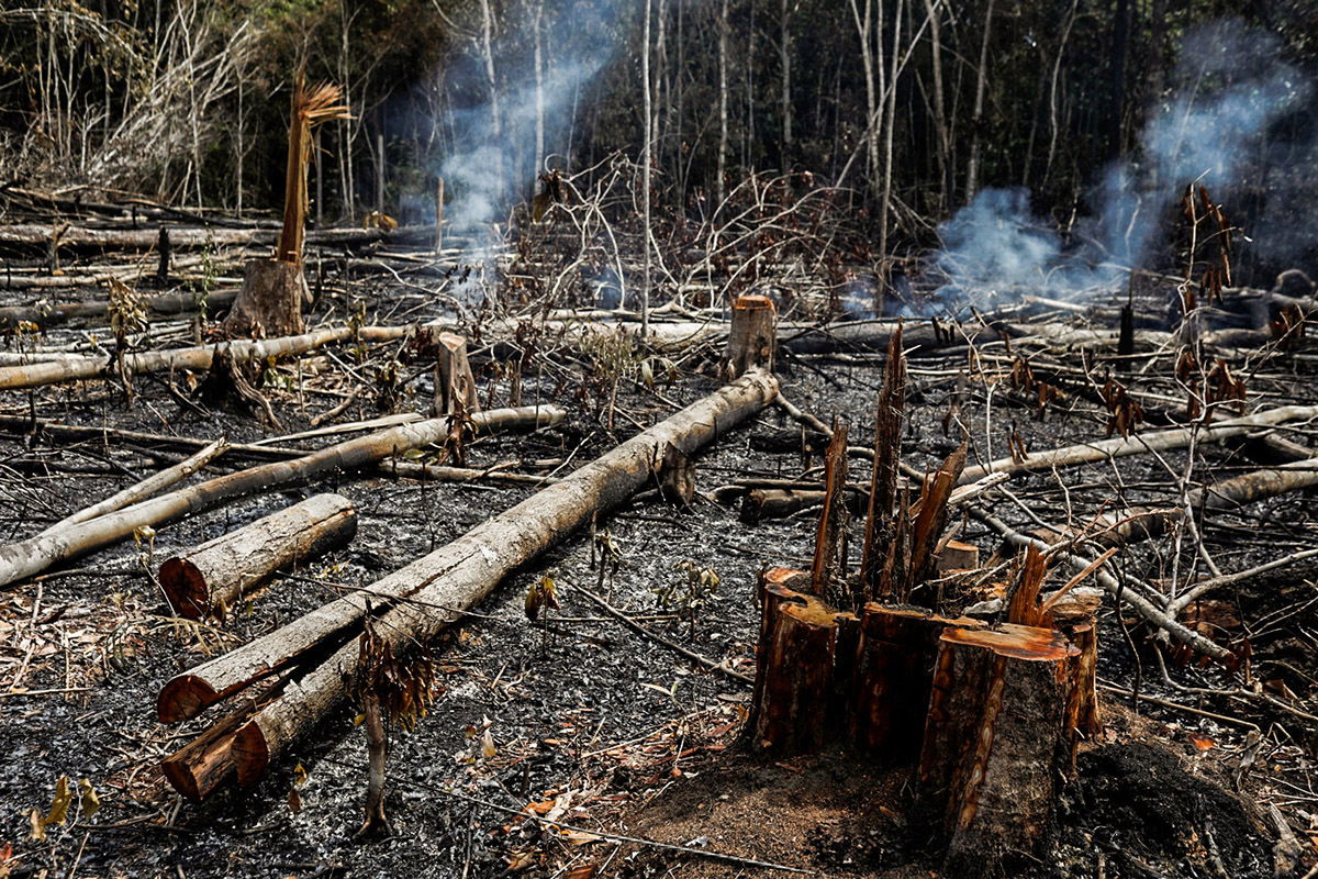 A metade do desmatamento da Amazônia ocorreu em terras pública voce nao sabia