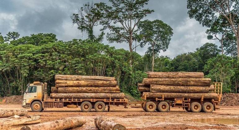 Falta de transparência em estados amazônicos impede que extração madeireira seja checada