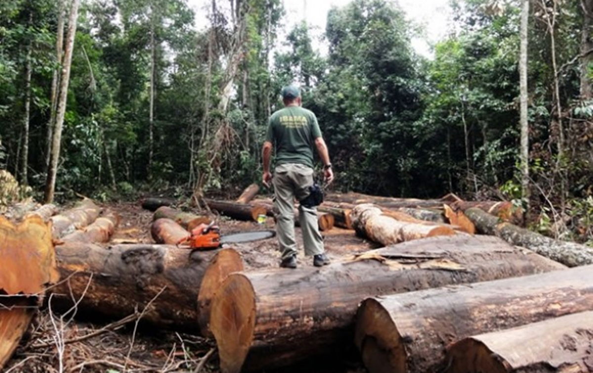 Desmatamento acumulado em 2022 é o segundo pior em 15 anos