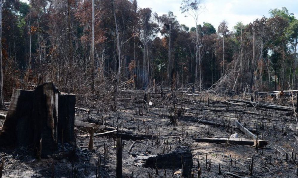 AMAZONIA ESTA SENDO VENDIDA