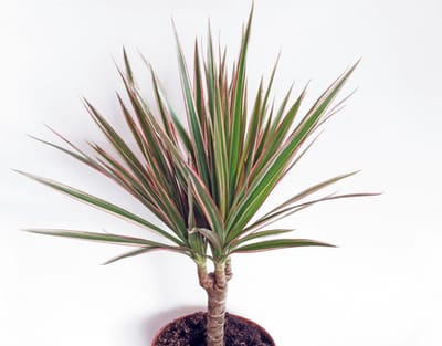 House Plants remove toxins from the air in your home...