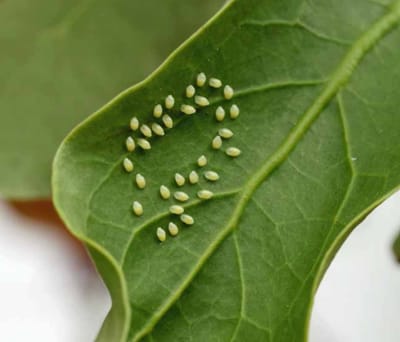 Homemade Insecticide