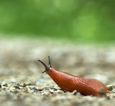 Surprisingly, not all Slugs eat your plants!
