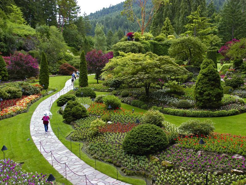 Shrubs