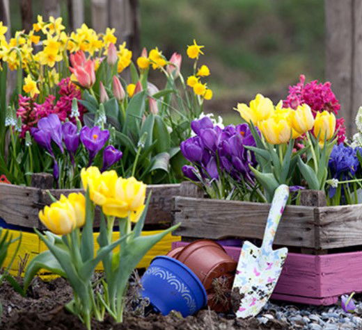 Bulbs