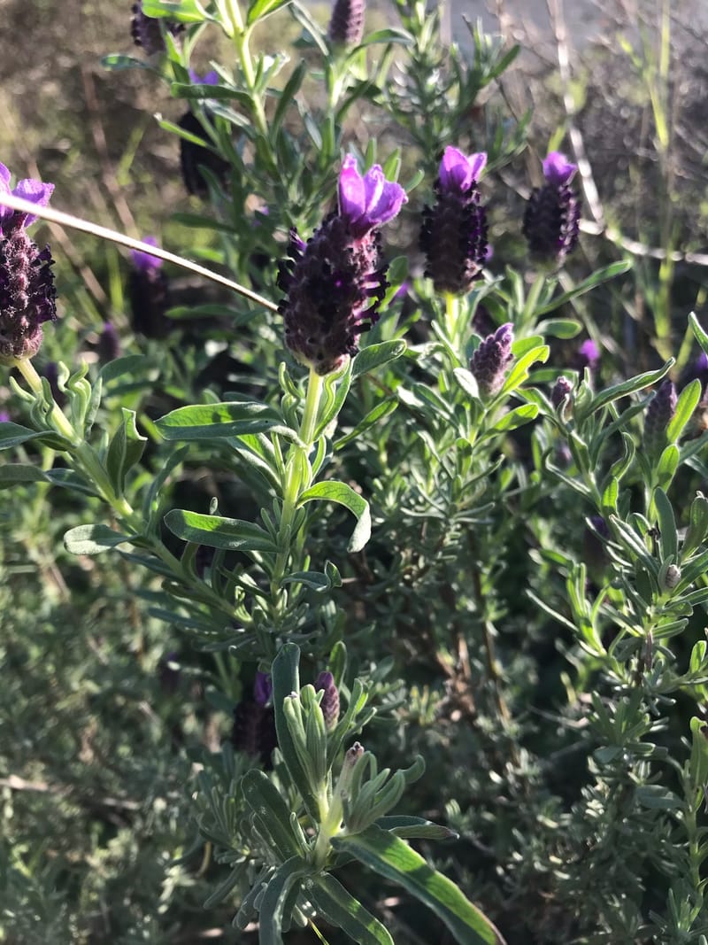 WELCOME TO KALYMNOS HERBS