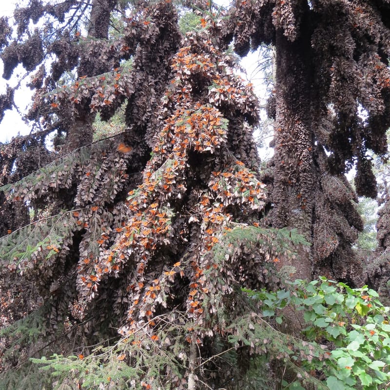 RESERVA DE LA MARIPOSA MONARCA