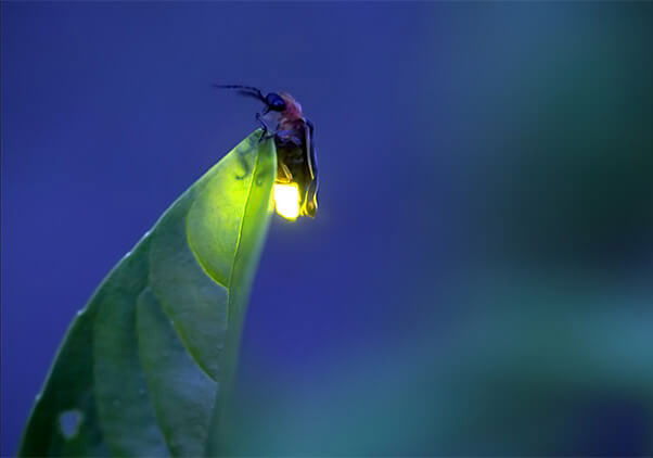 SANTUARIO DE LAS LUCIÉRNAGAS