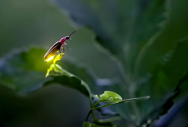 SANTUARIO DE LAS LUCIÉRNAGAS