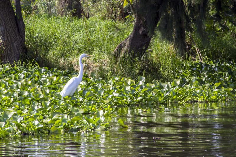NATURALEZA EN XOCHIMILCO