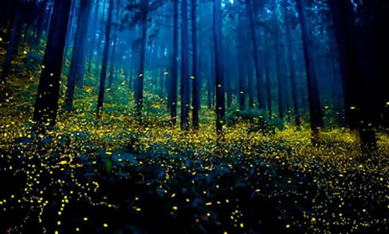 SANTUARIO DE LAS LUCIÉRNAGAS