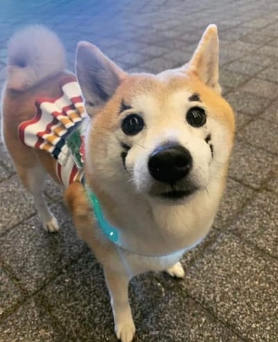 班級簡介 image
