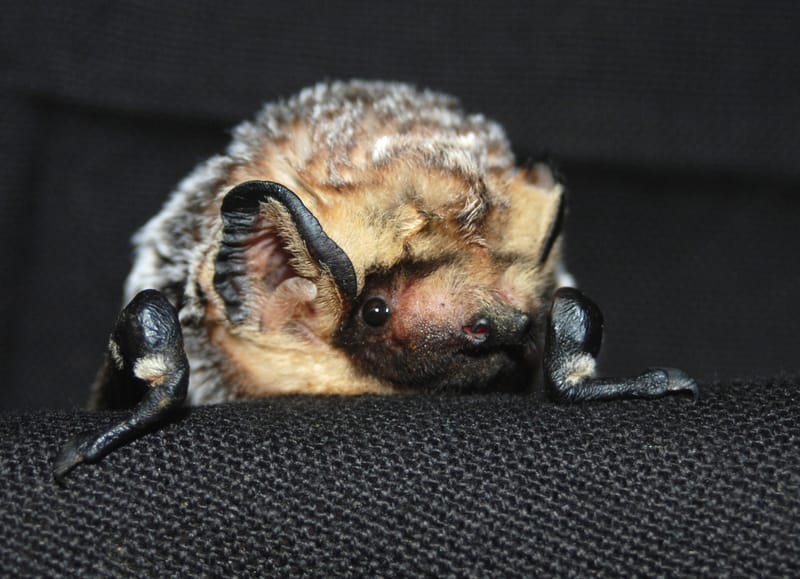 Friday the 13th and bats...what could be better?