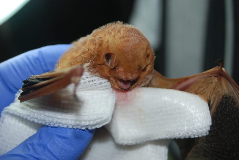 Falling leaves, falling bats