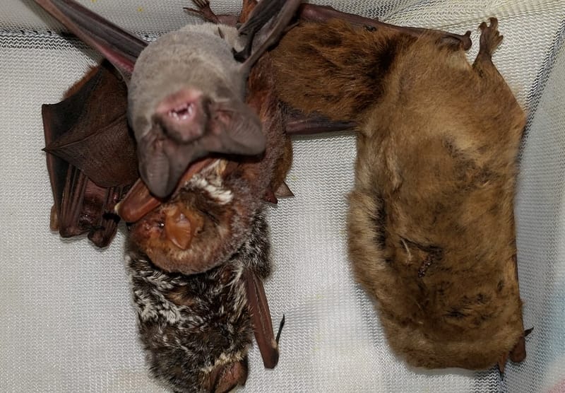 Bitty Bat Fest was a blast!