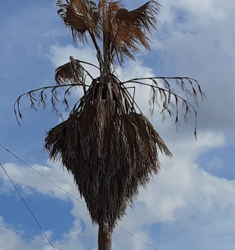 Winter Storm Uri and the Bats of Texas