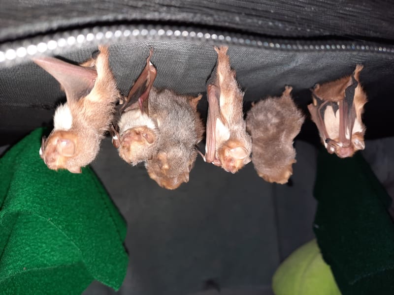 Orphaned Bats