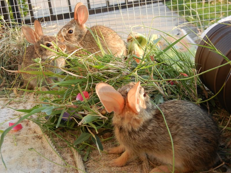 Eastern Cottontail Different Types Of Wild Rabbits Wild Rabbit