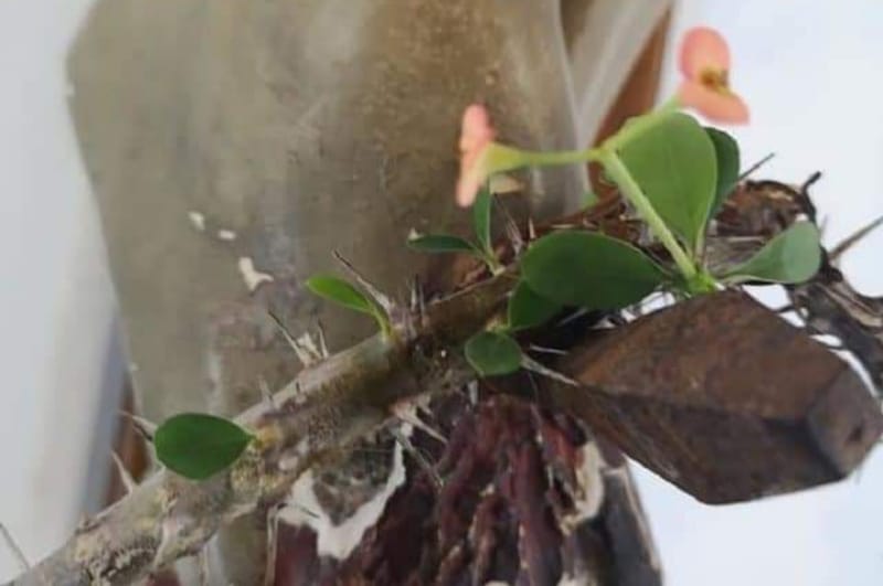 عاجل!! أعجوبة في إيطاليا - - ظهور أوراق خضراء وزهور على إكليل الشوك الجافّ الموضوع عند قدمي المصلوب