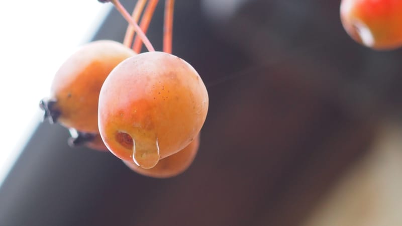 Les jardins en automne