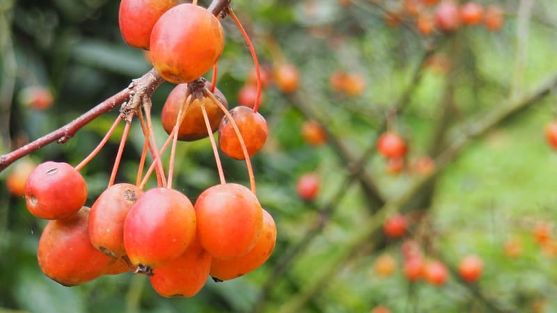Les jardins en automne