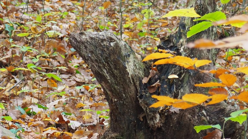 Qu'est-ce que l'homme dans la nature ?