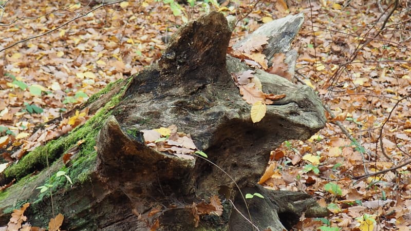 Qu'est-ce que l'homme dans la nature ?