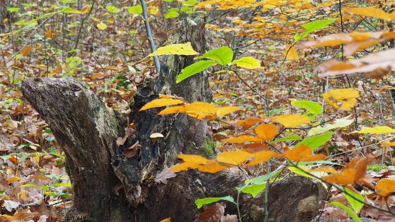 Qu'est-ce que l'homme dans la nature ?