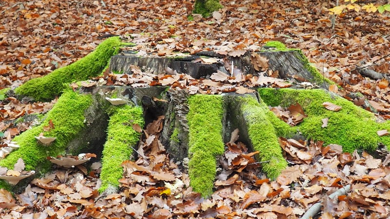 Qu'est-ce que l'homme dans la nature ?